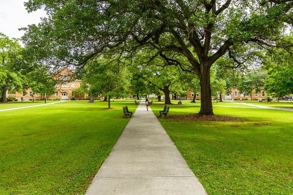 alley in the park in summer as a concept of Georgetown Software development case study-min